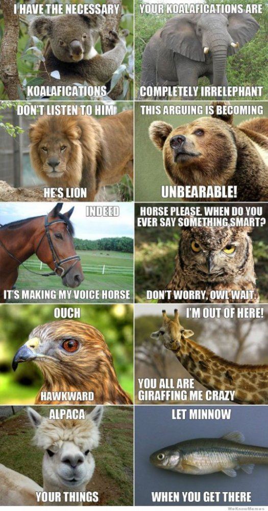 Animal pun memes