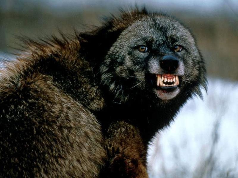 Animalangry