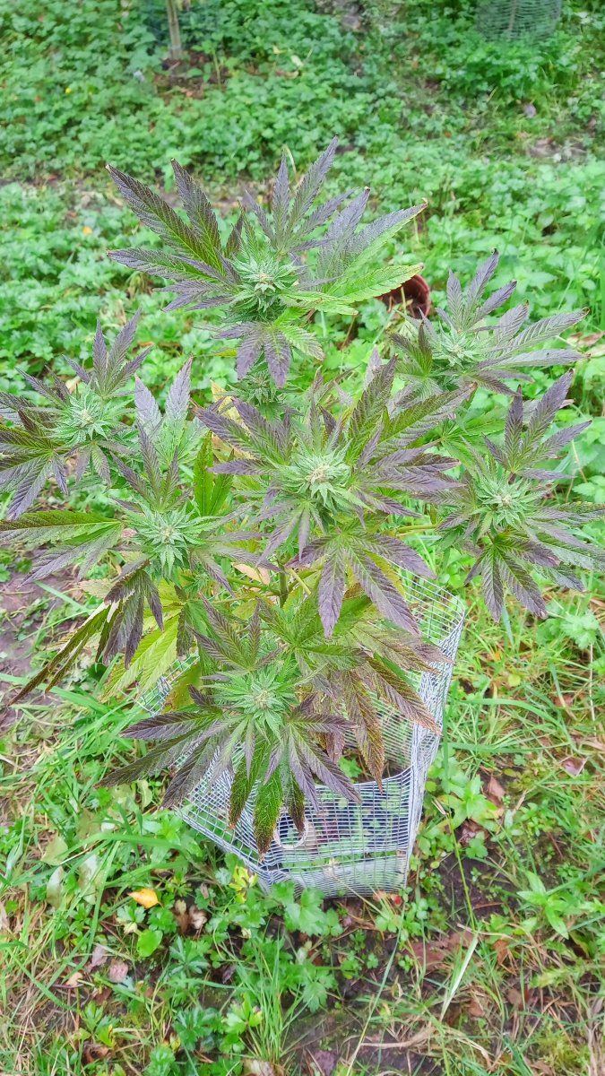 Annaseed
