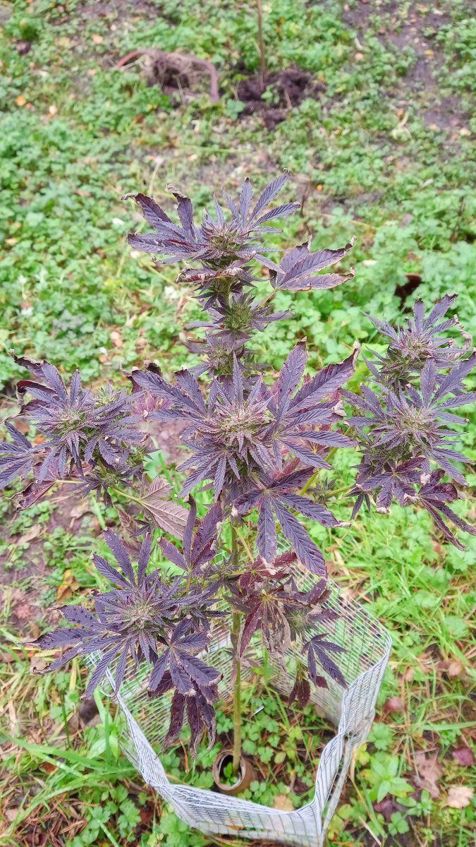 Annaseed