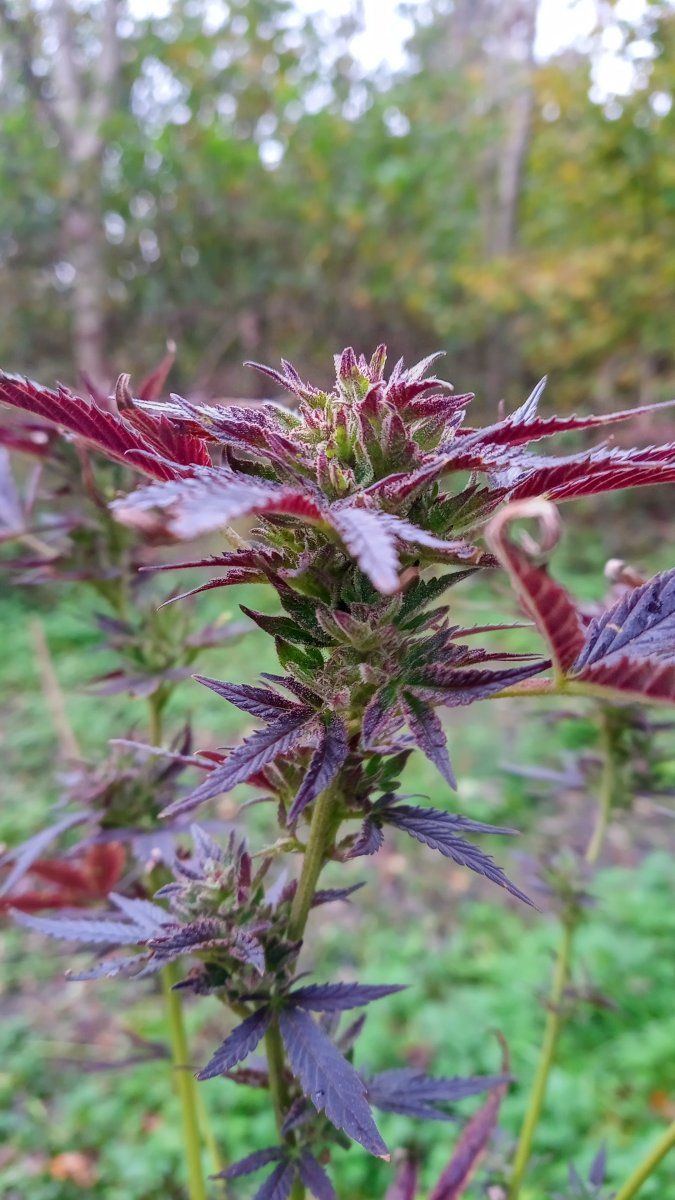 Annaseed