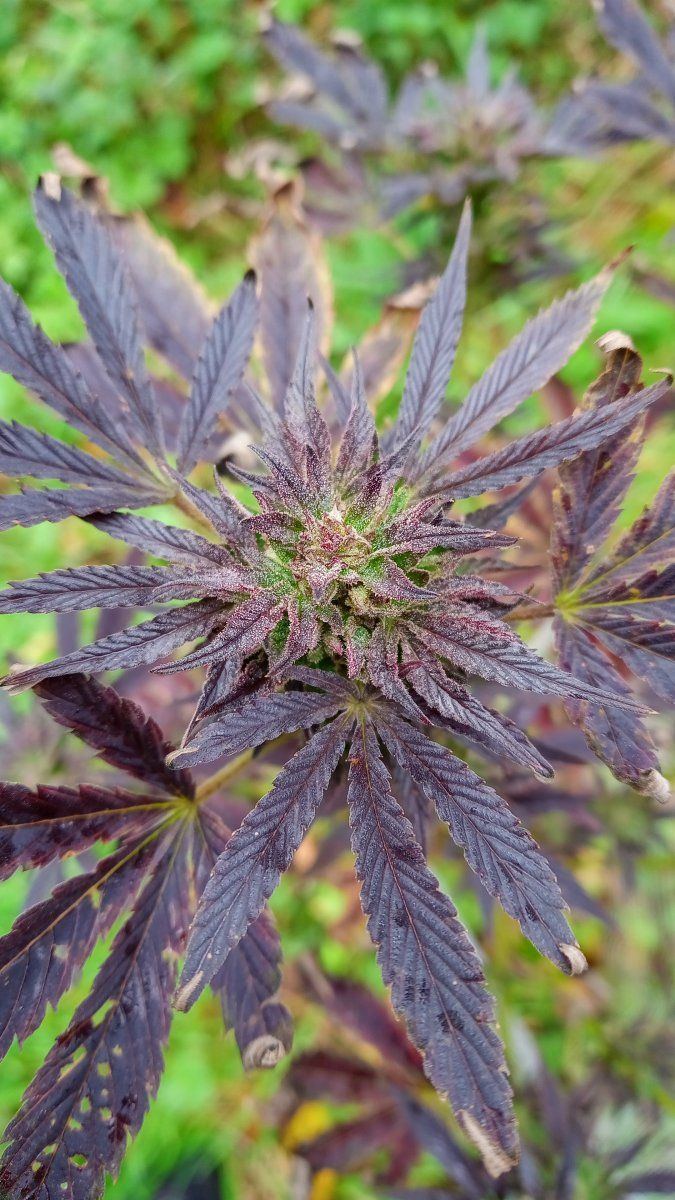 Annaseed3