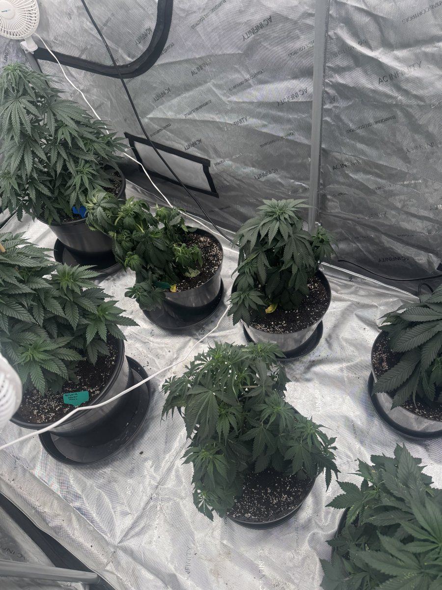 www.thcfarmer.com