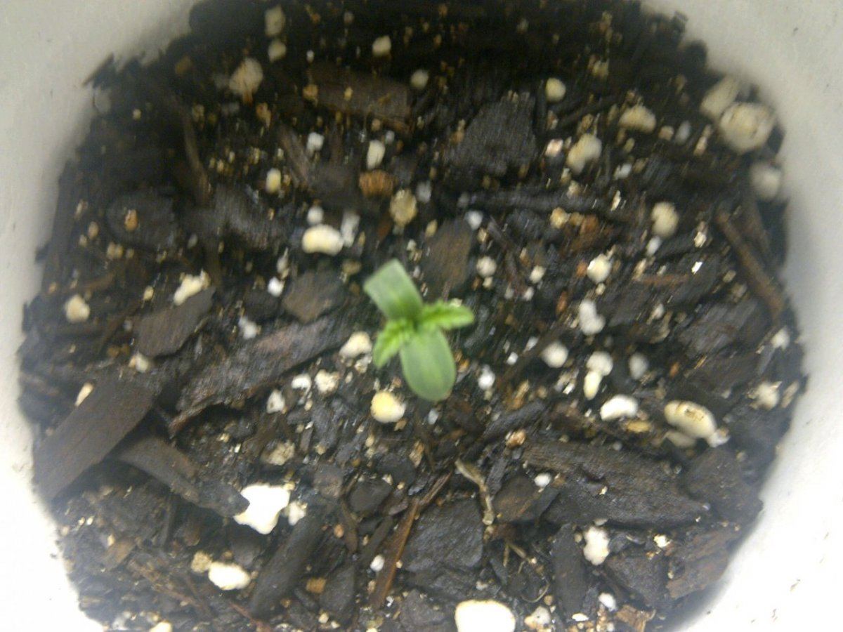 Another awesome alien genetic grow 3