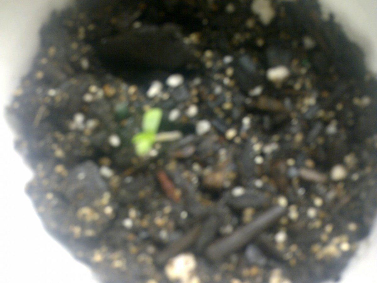 Another awesome alien genetic grow 4
