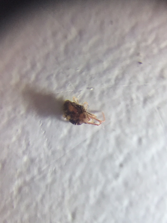 Another bug question for this noob 3