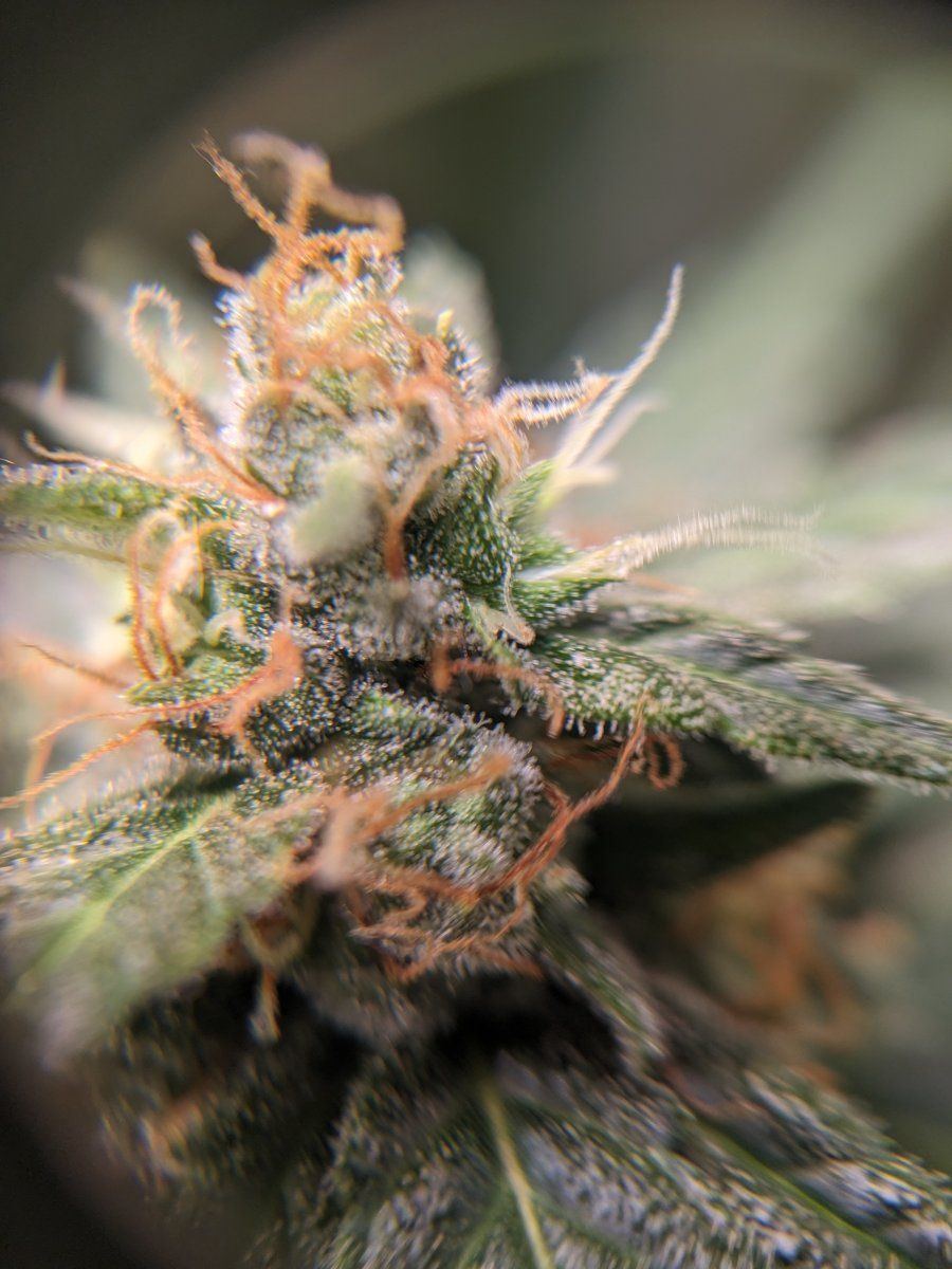 Another close to harvest question 2