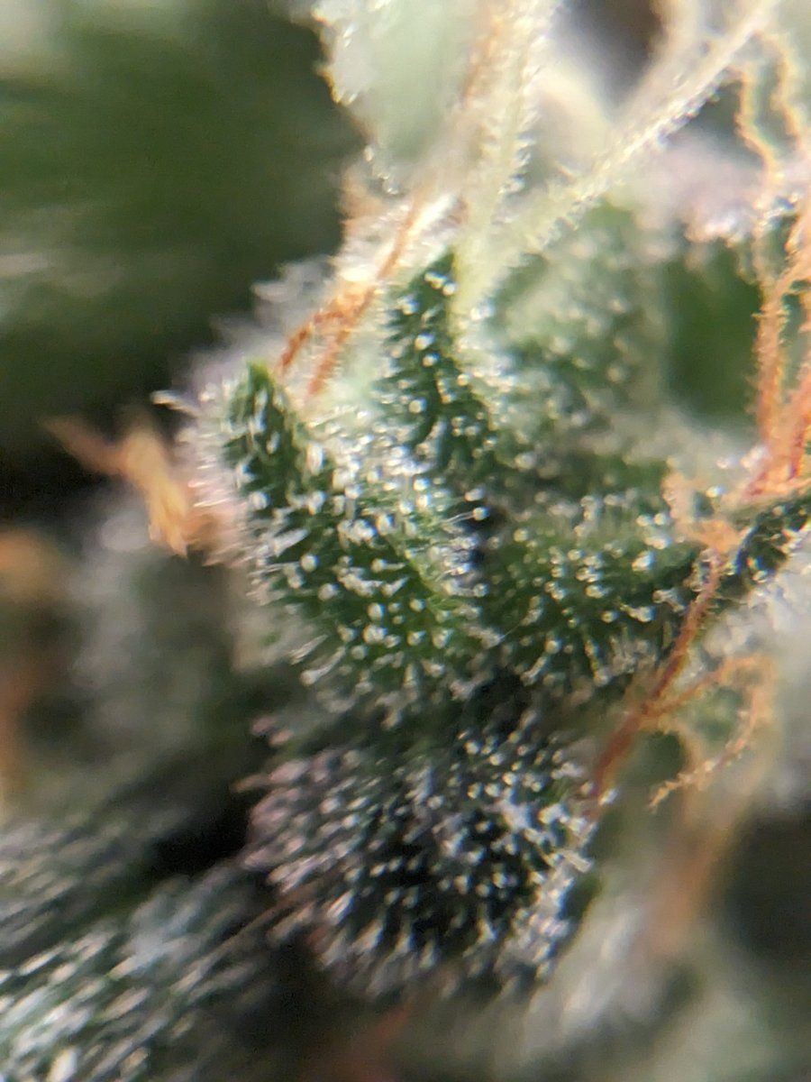 Another close to harvest question 4
