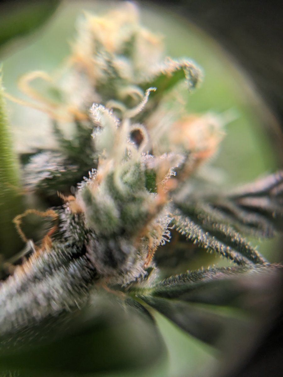 Another close to harvest question 5
