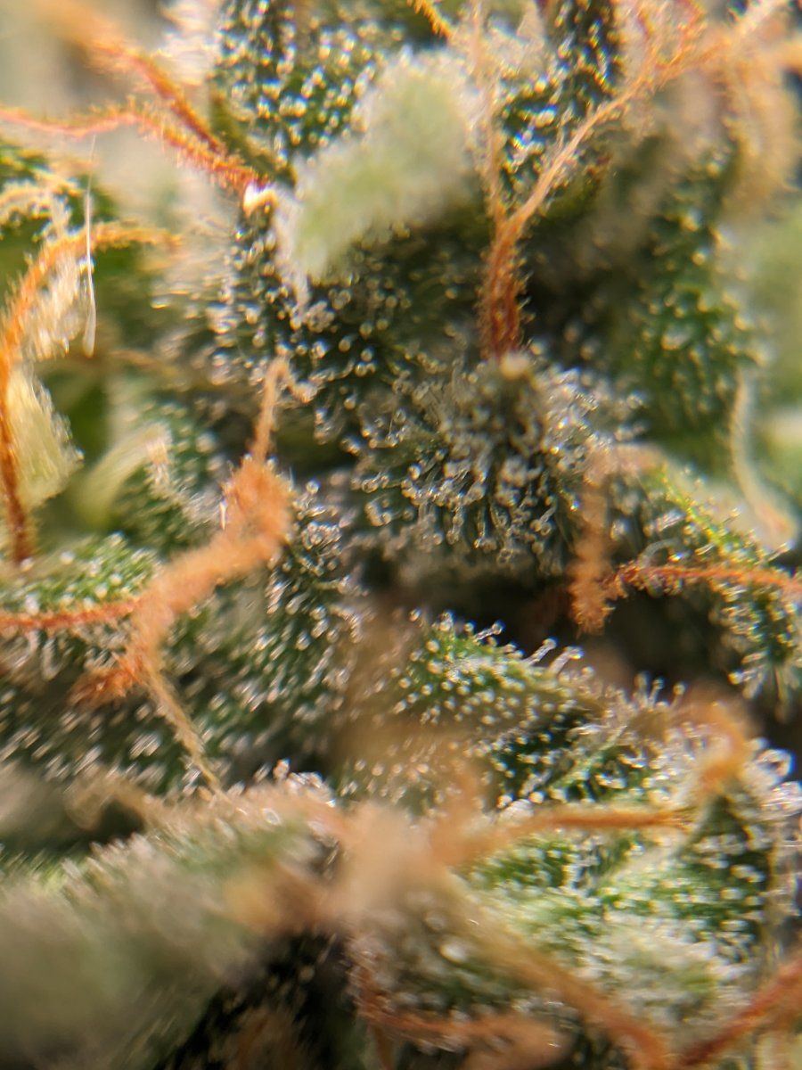 Another close to harvest question