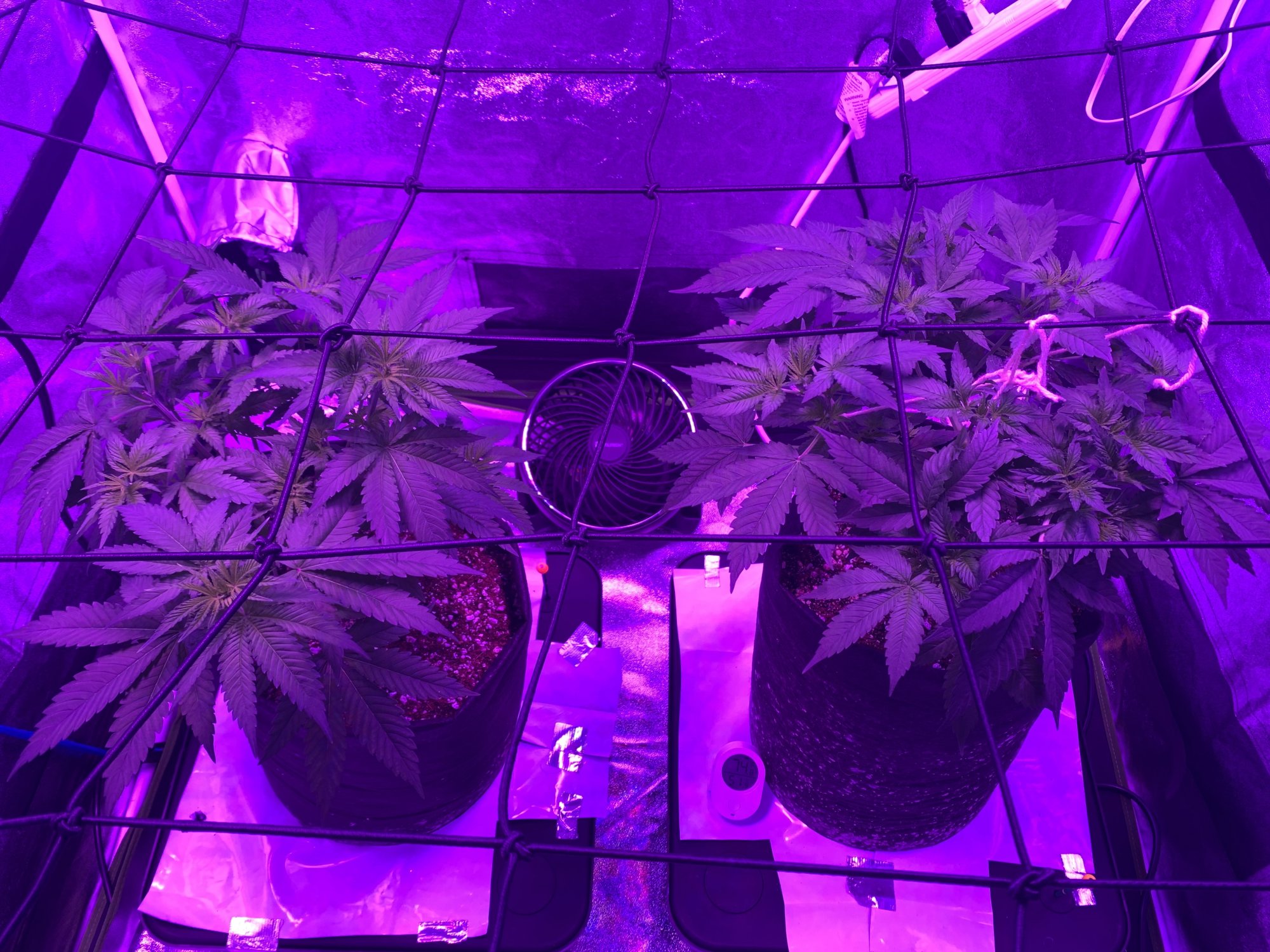 Another day another successful coco attempt 8