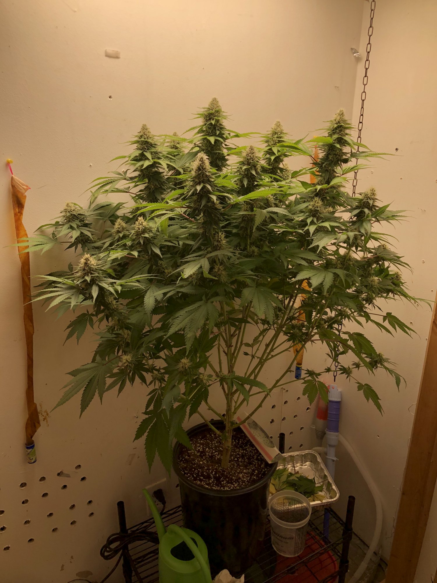Another first time around coco grow 2