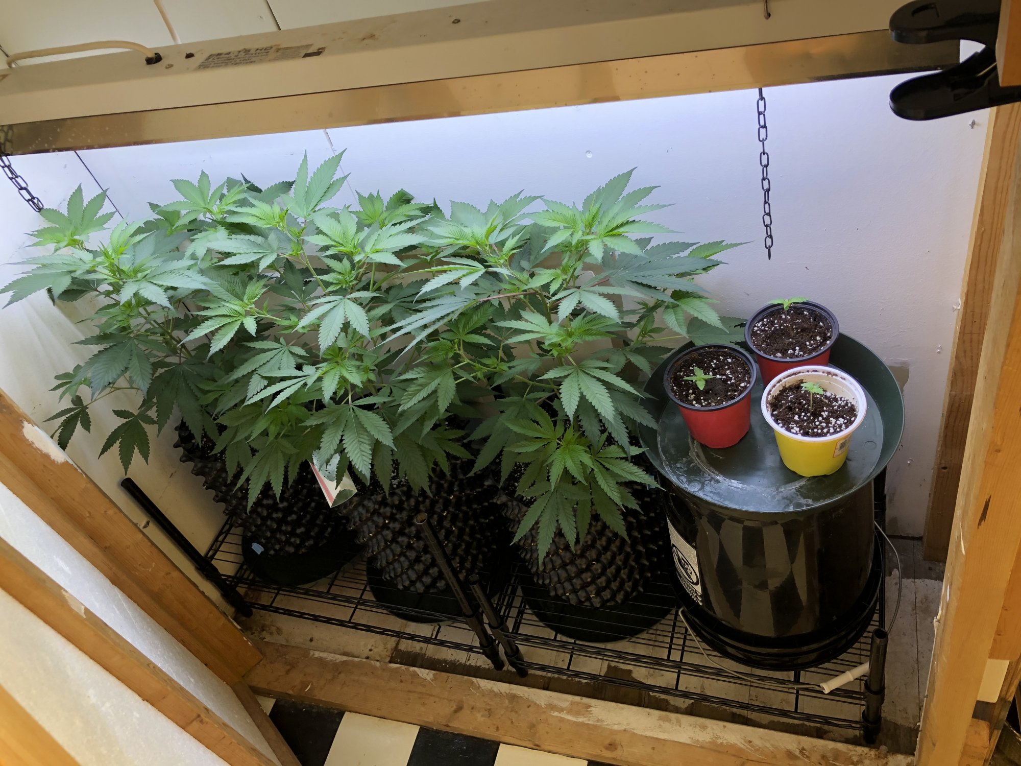 Another first time around coco grow