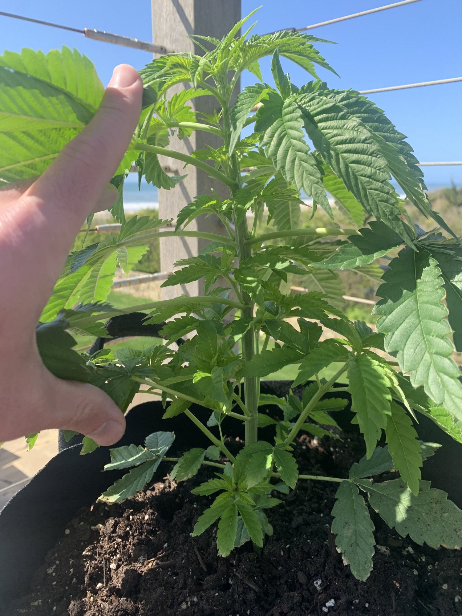 Another first time grower looking for sage advice