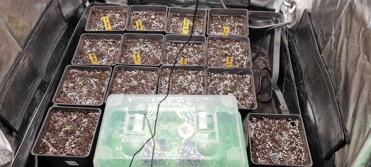 Another full tent with tenguseeds 3