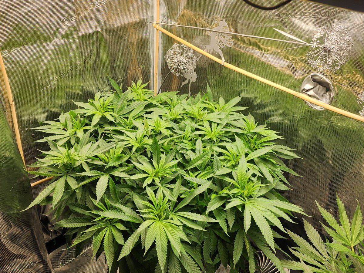 Another new old guy here hi how are ya first try at a hydro grow since the eighties my project 2
