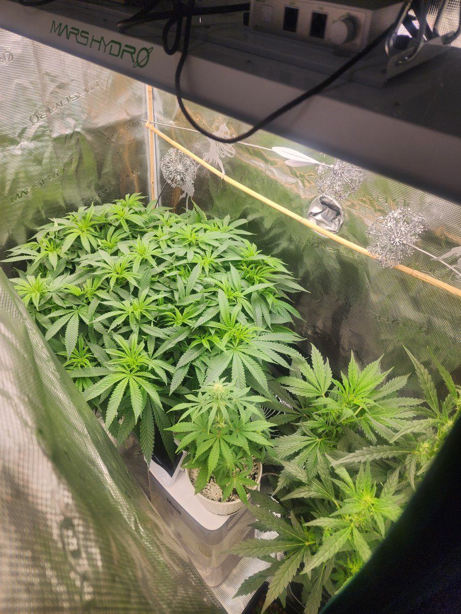 Another new old guy here hi how are ya first try at a hydro grow since the eighties my project