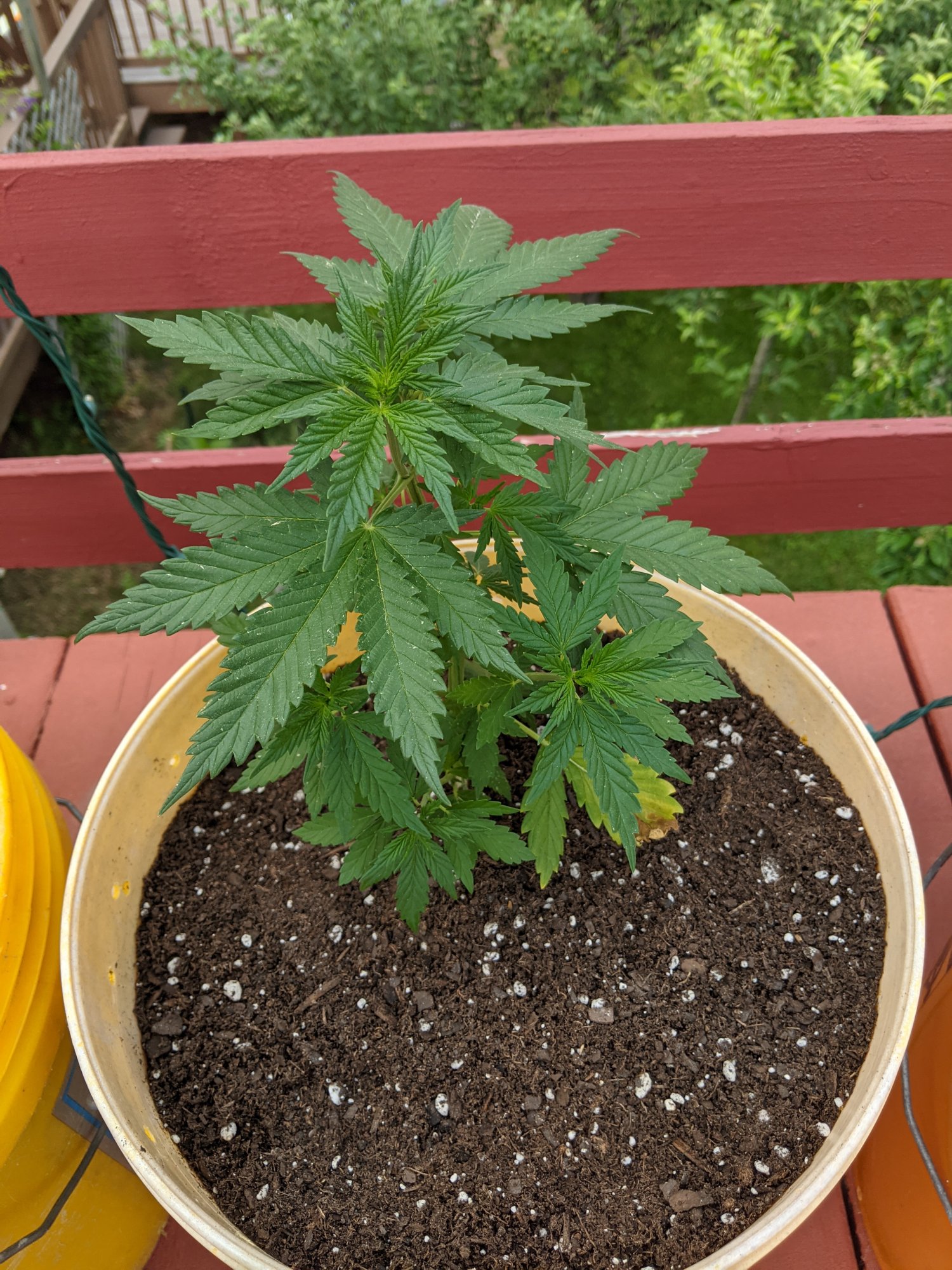 Another update they are transplanted also question about feeding and security 2