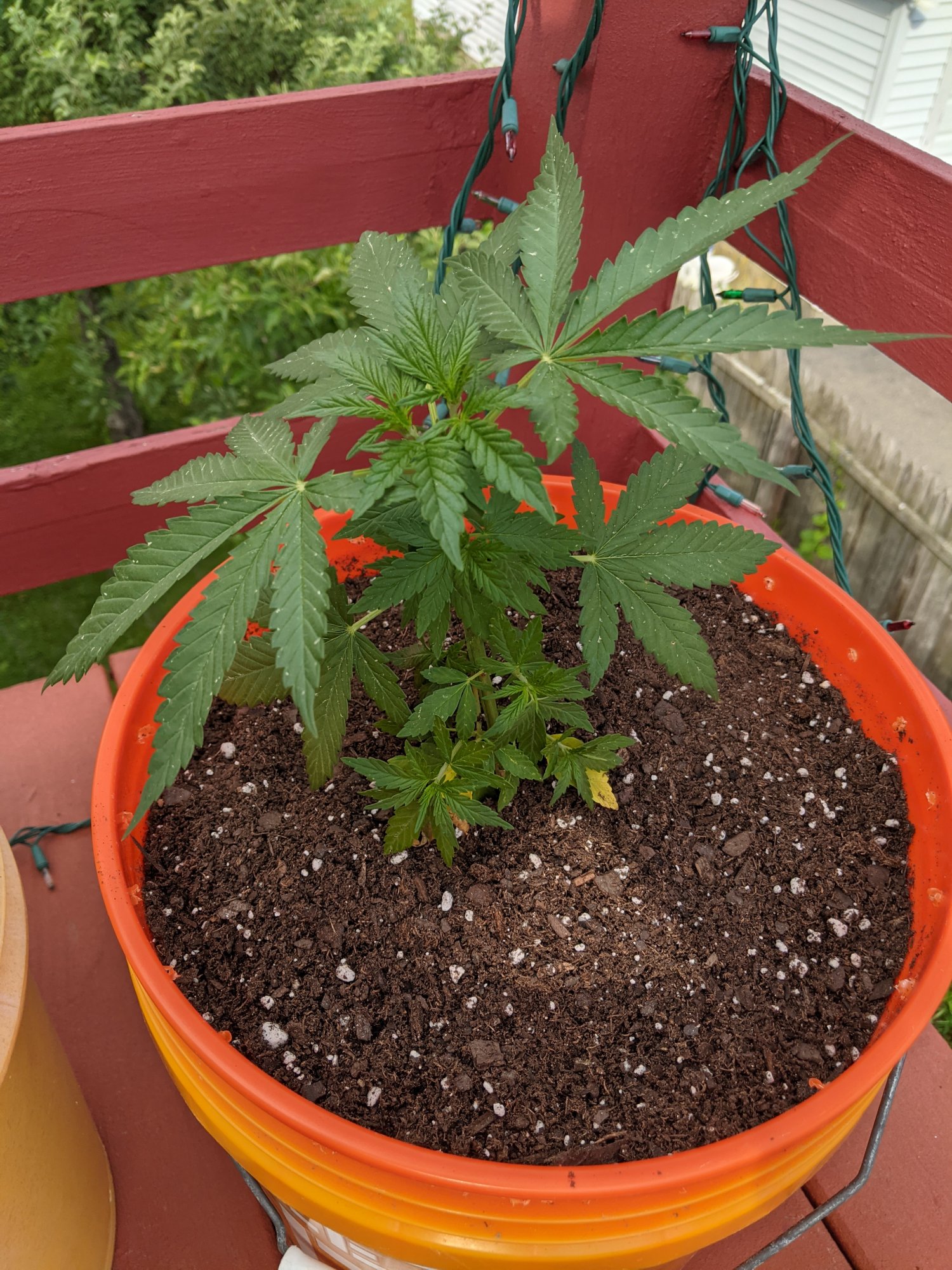 Another update they are transplanted also question about feeding and security