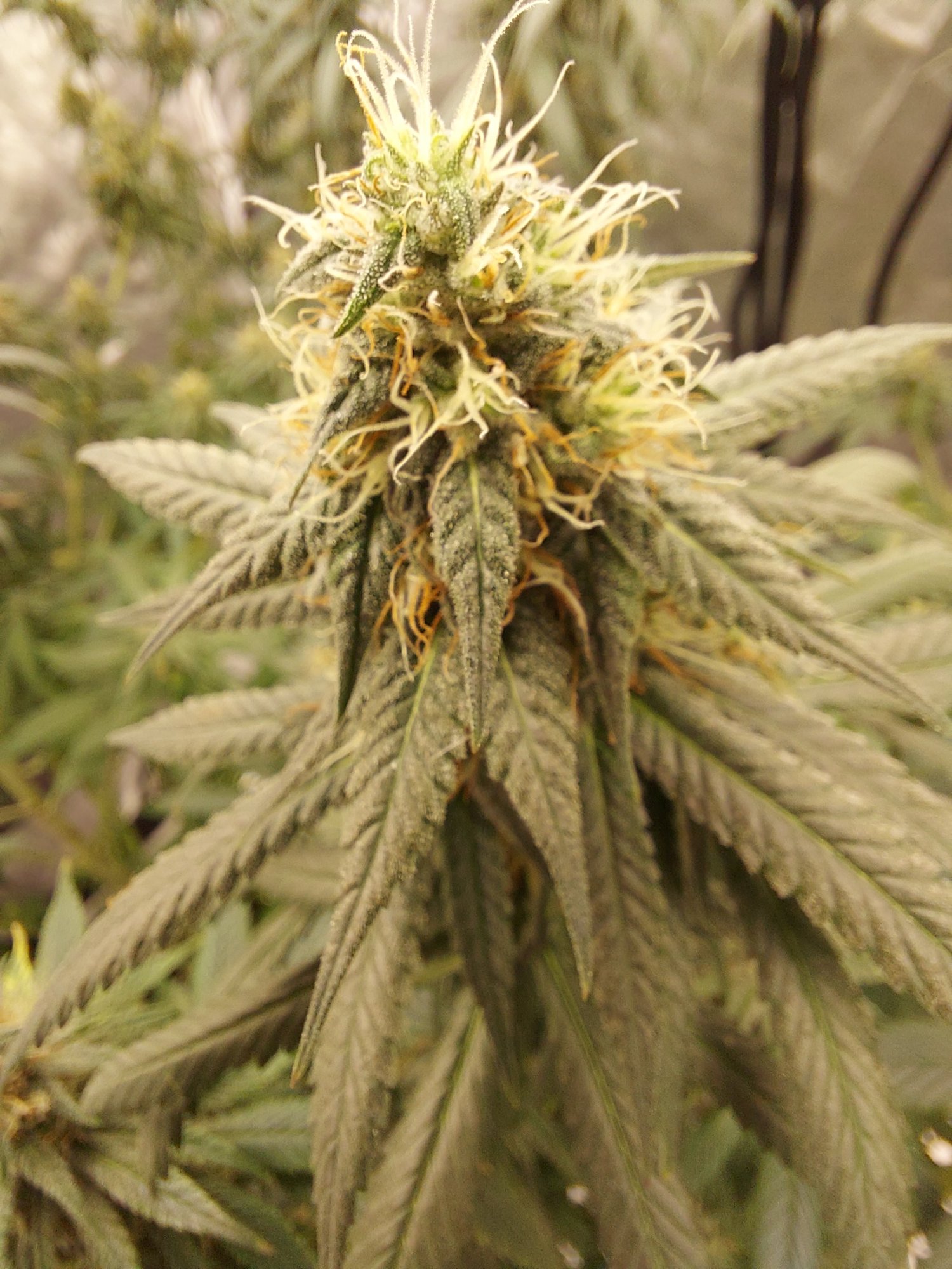 Another week or so away from harvest 3