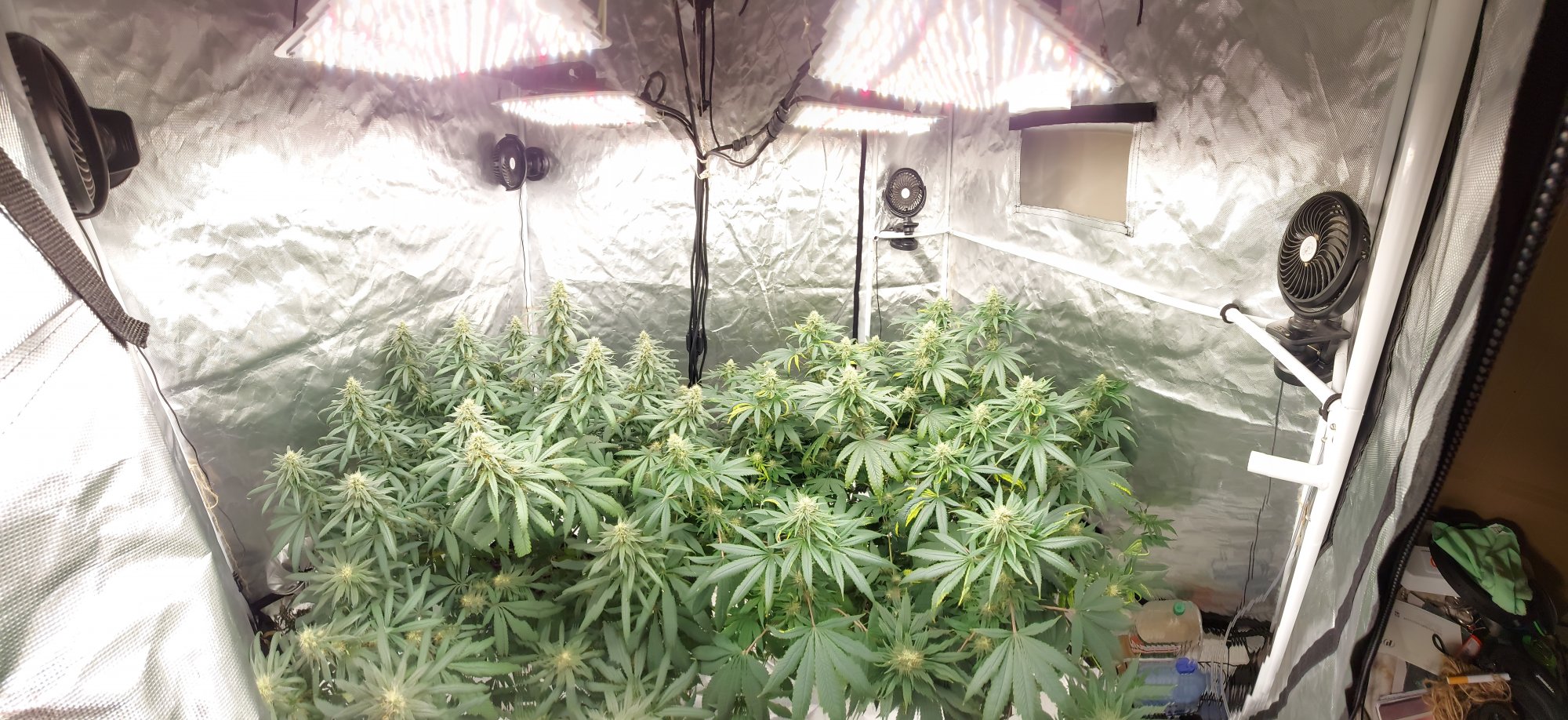 Another week or so away from harvest 4