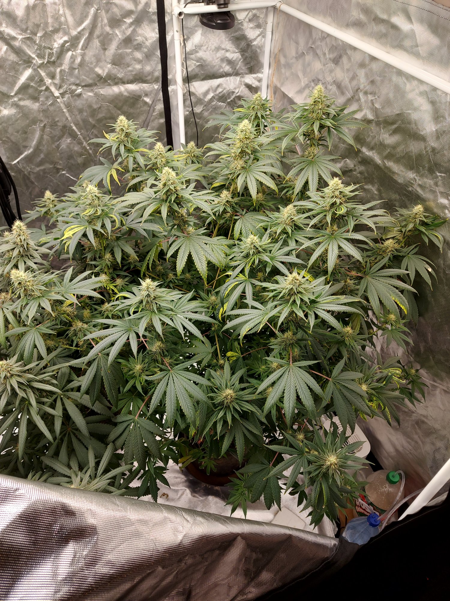 Another week or so away from harvest 5