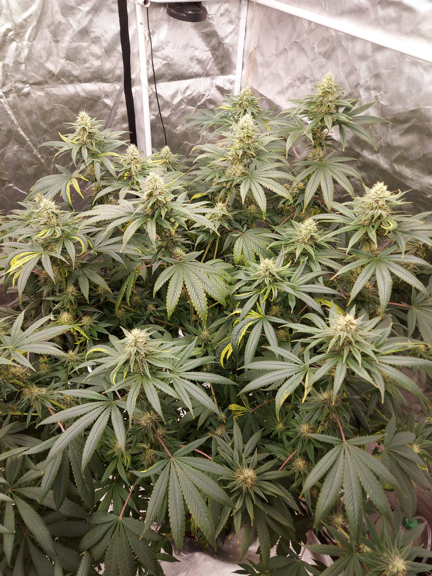 Another week or so away from harvest 6