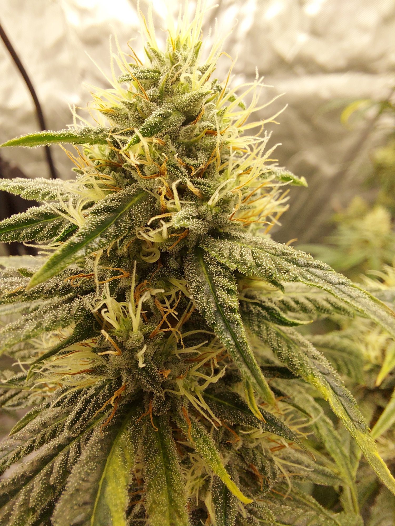 Another week or so away from harvest