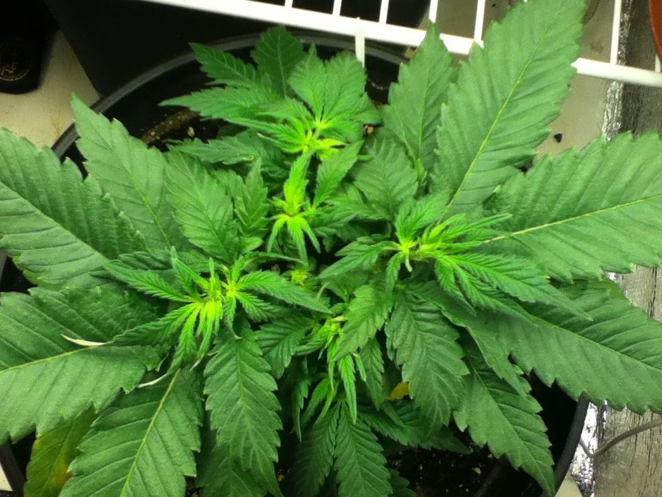 Another what strain is this thread 2