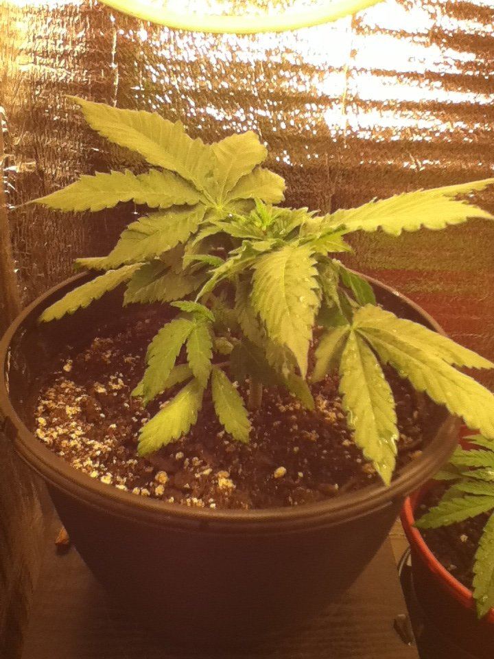 Another what strain is this thread