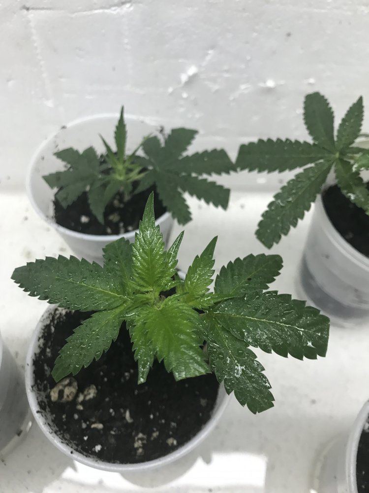 Answer a few questions for a novice grower 11