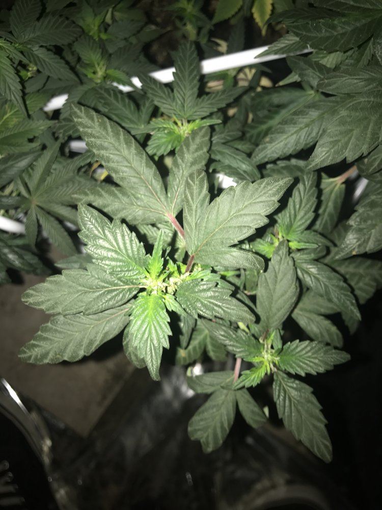 Answer a few questions for a novice grower 13