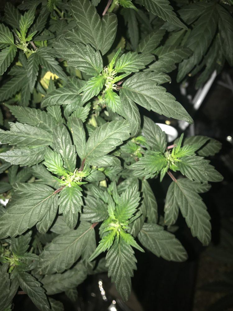 Answer a few questions for a novice grower 14