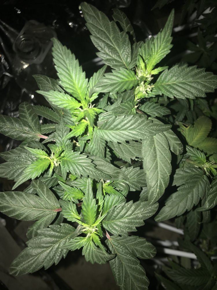 Answer a few questions for a novice grower 15
