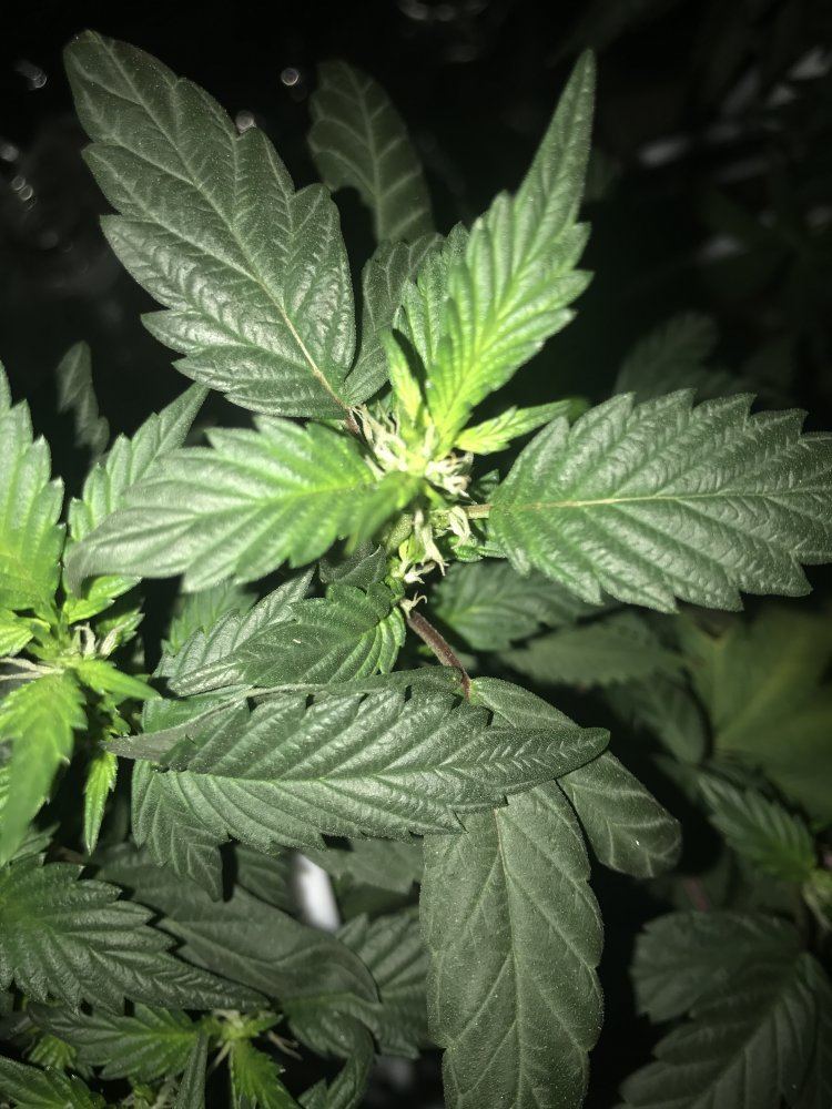 Answer a few questions for a novice grower 16