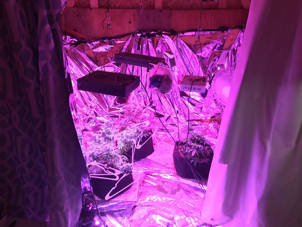 Answer a few questions for a novice grower 2