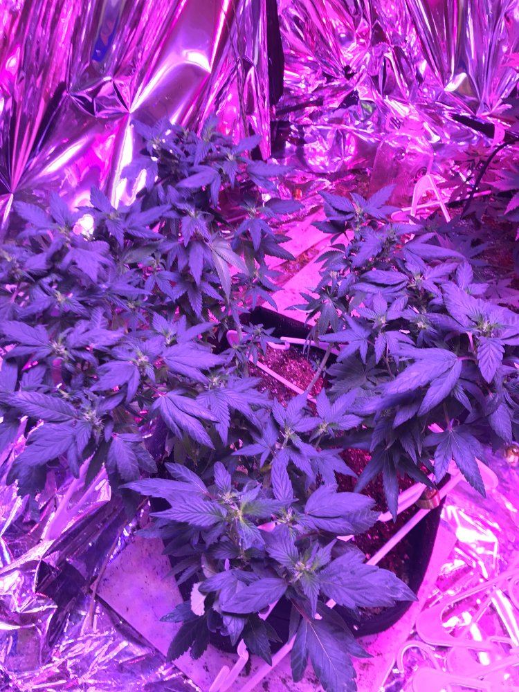 Answer a few questions for a novice grower 3