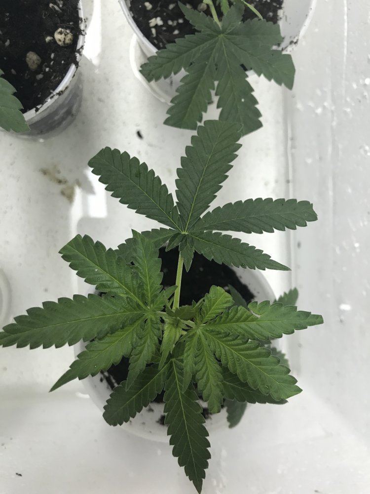 Answer a few questions for a novice grower 4