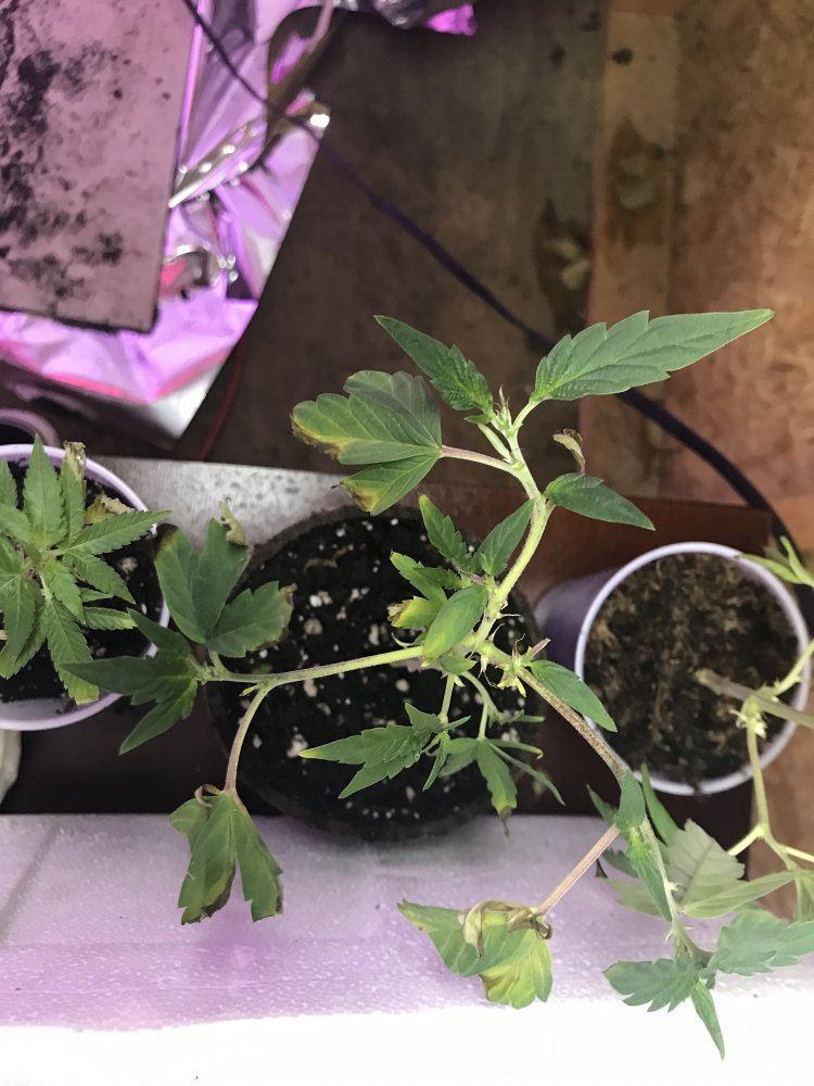 Answer a few questions for a novice grower 5