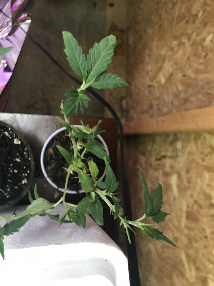 Answer a few questions for a novice grower 6