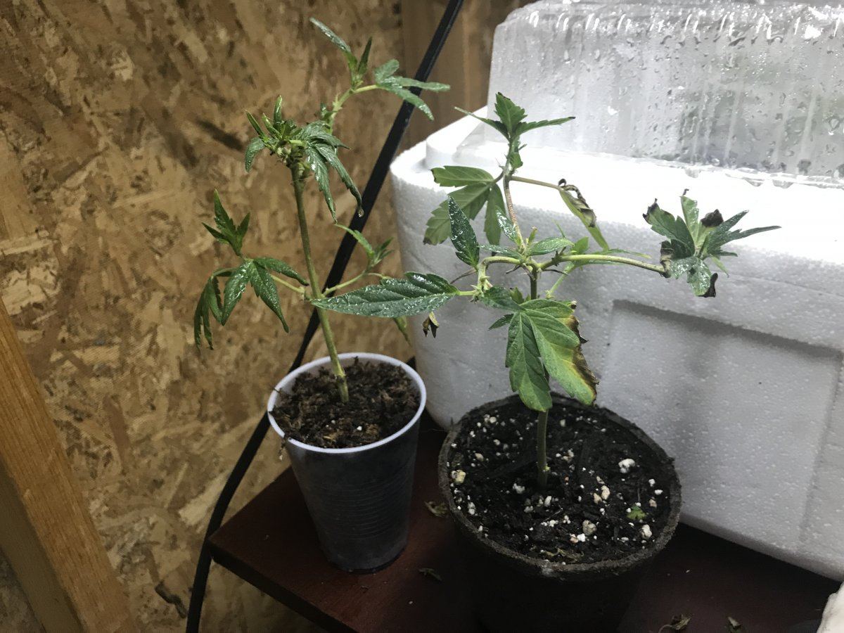 Answer a few questions for a novice grower 7