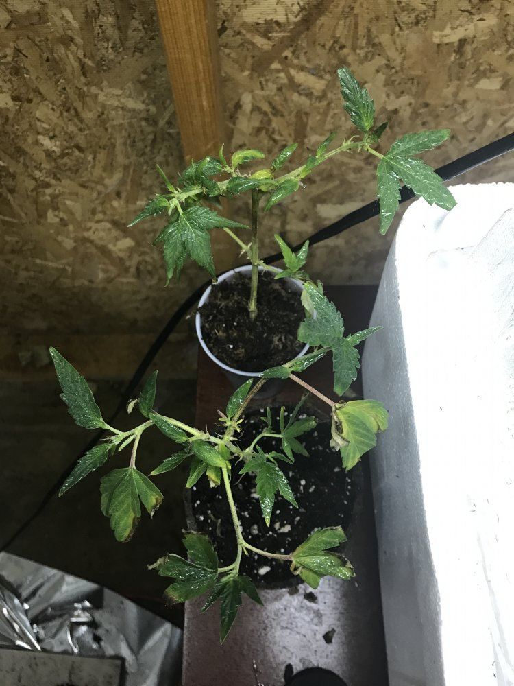 Answer a few questions for a novice grower 8