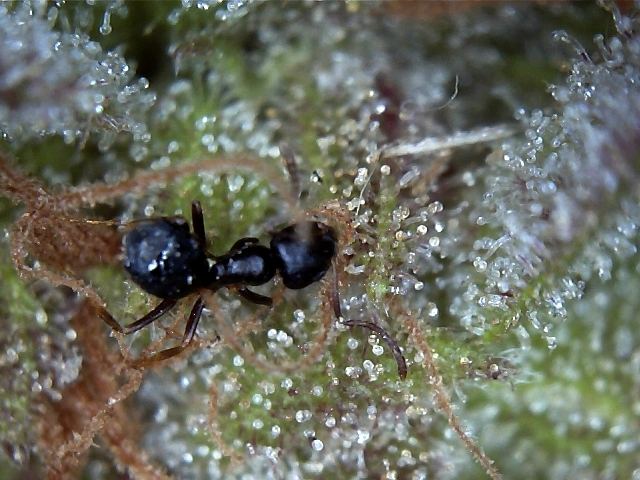 Ant2