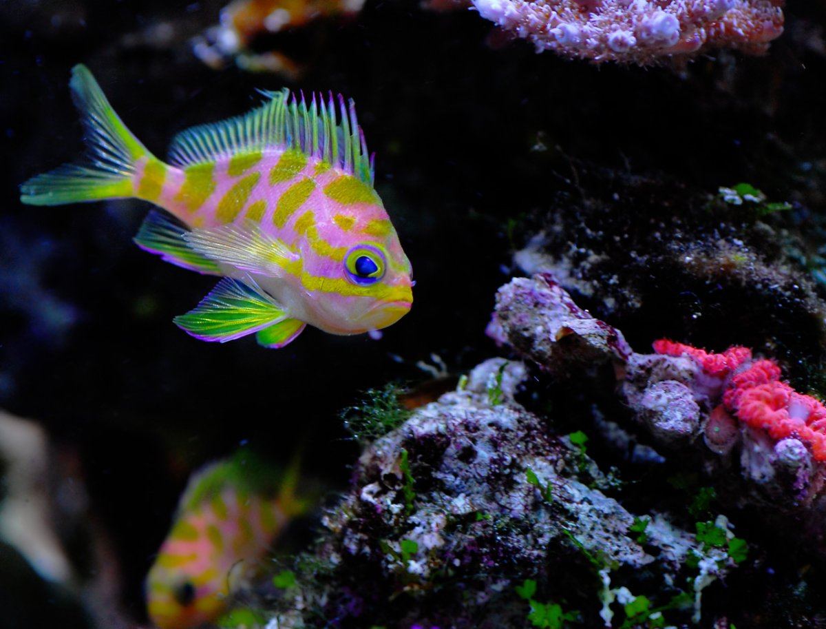Anthias borbonius ventralis spp1