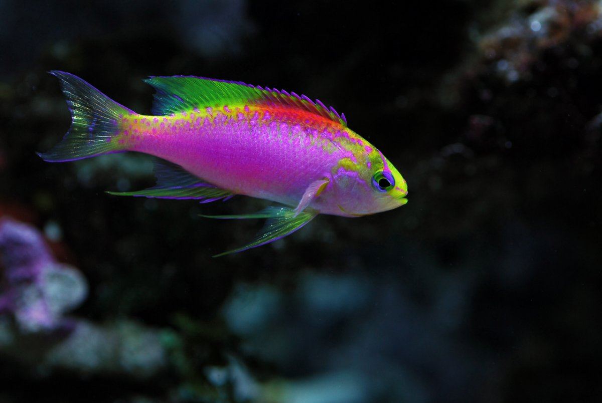Anthias borbonius ventralis spp2