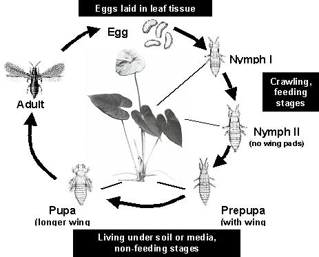 Anthuriumthrips cycle