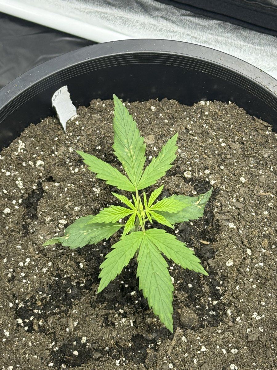 Any advice day 19 from sprout 4