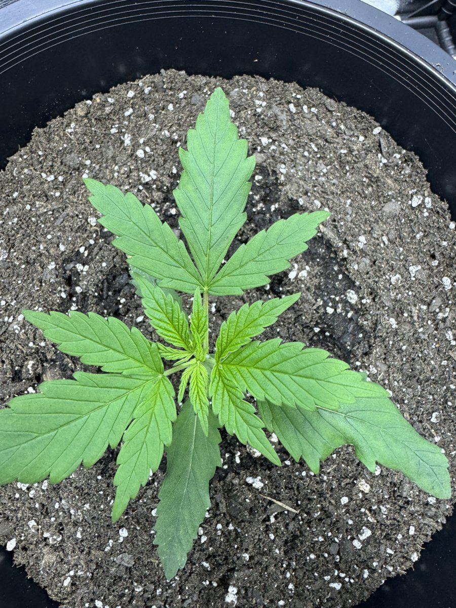 Any advice day 19 from sprout 6