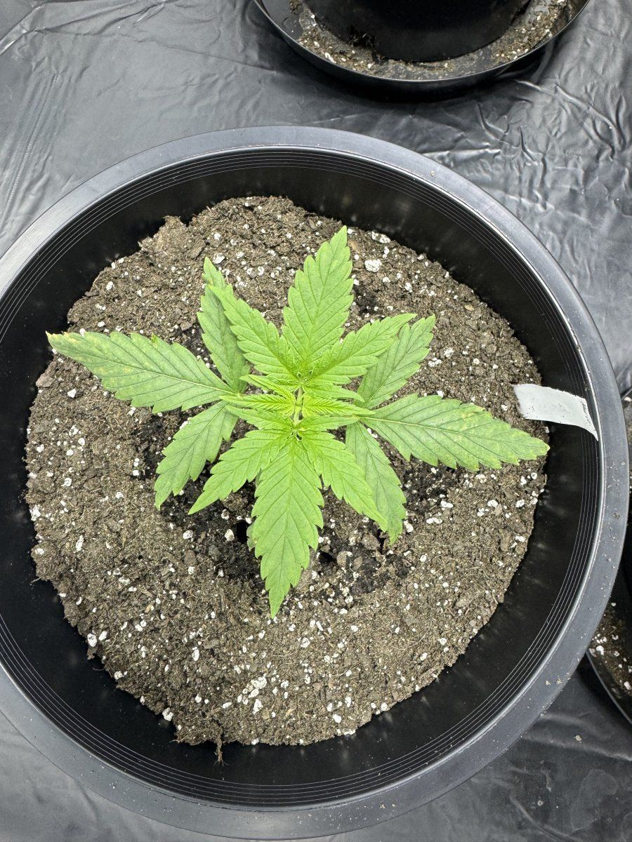 Any advice day 19 from sprout 7