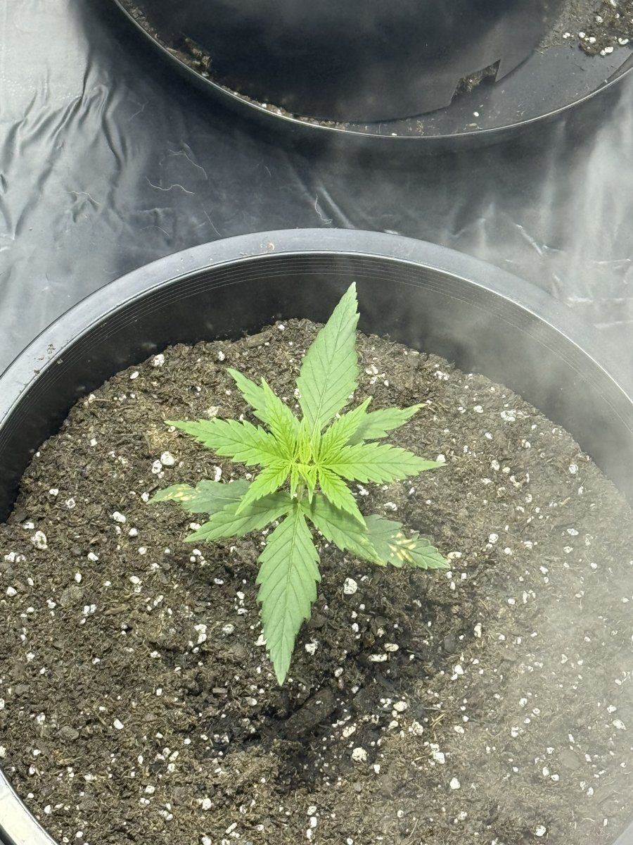Any advice day 19 from sprout